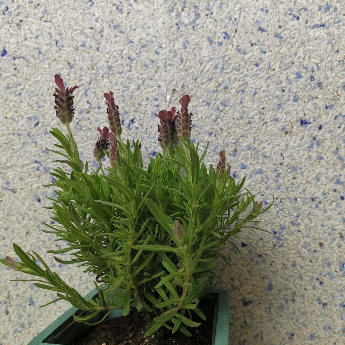 Ecottex FLOXXAN Baumwollputz Florida 317 Blumengesteck Deko