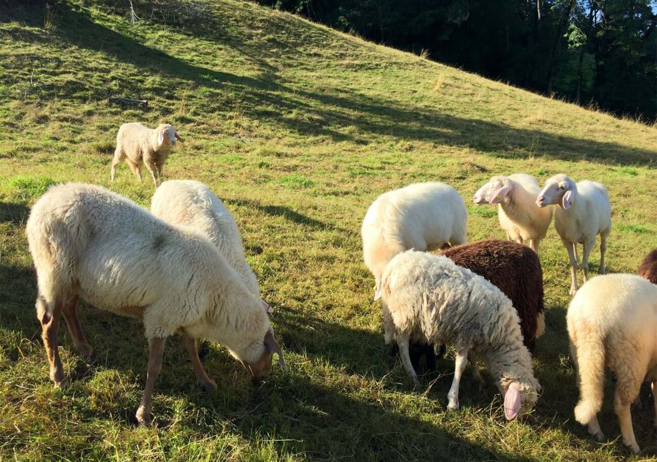 ecottex floxxan schafwolle fluessigtapete